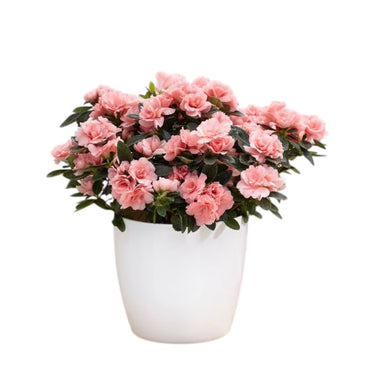Azalea Plant 20-30 cm